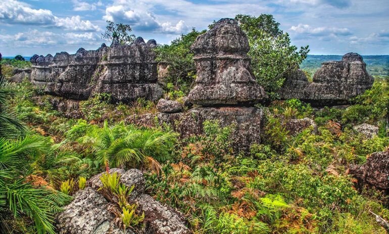 Cano Cristales Colombia 1237494