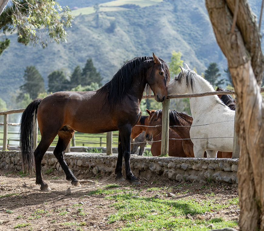 Ecuador Andes Hacienda Zuleta Horses 25