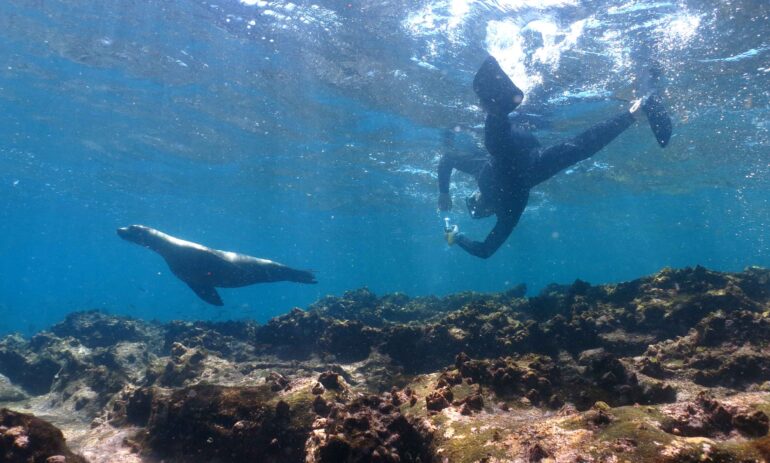 Galapagos Duikreis Diver Sea Lion