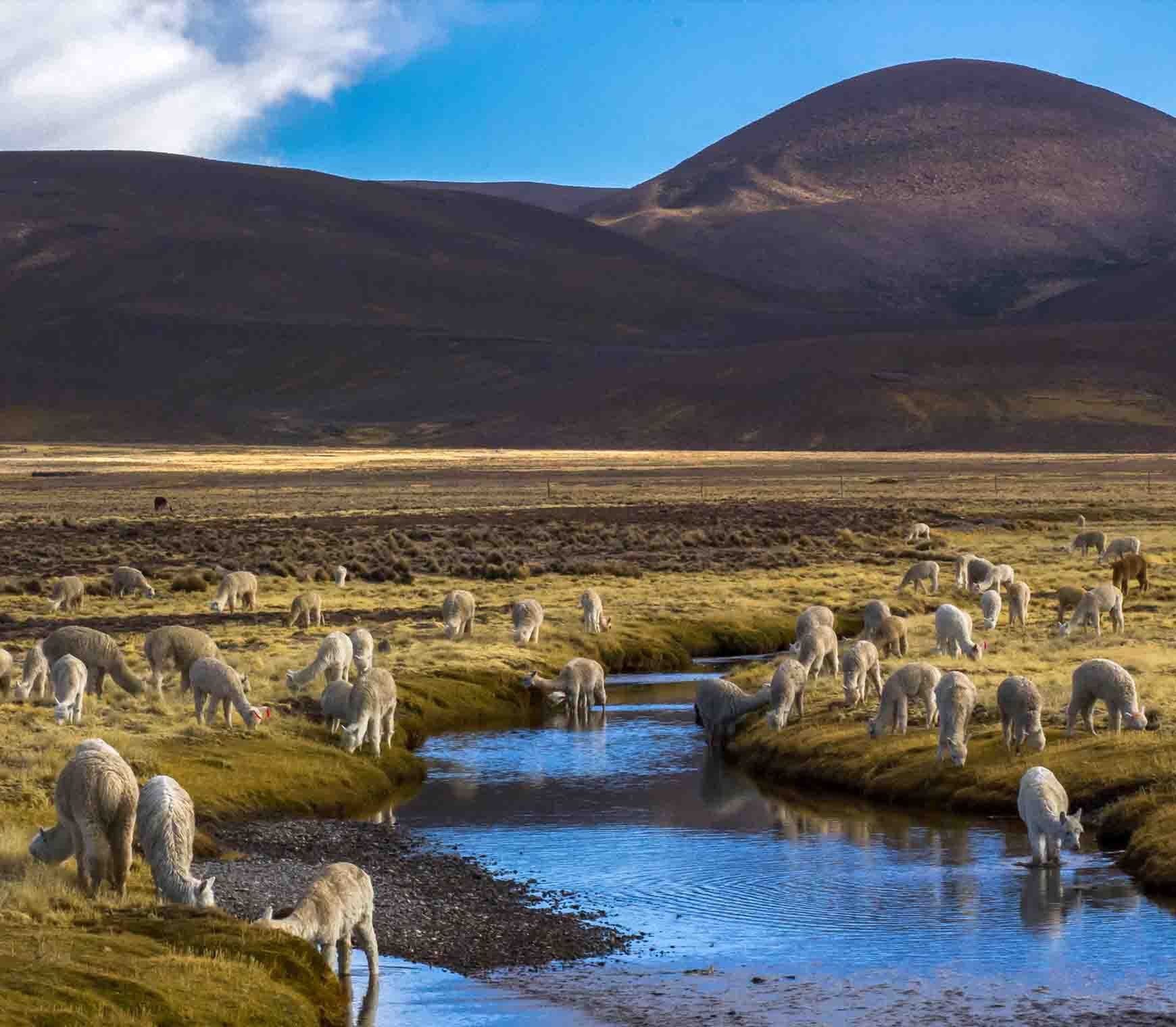 Atacama Best Of Peru 5