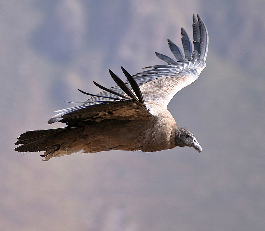 Atacama Peru Reizen Condor 2