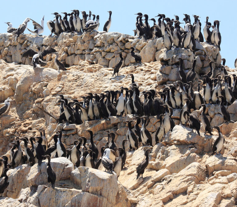 Atacama Peru Reizen Ballestas