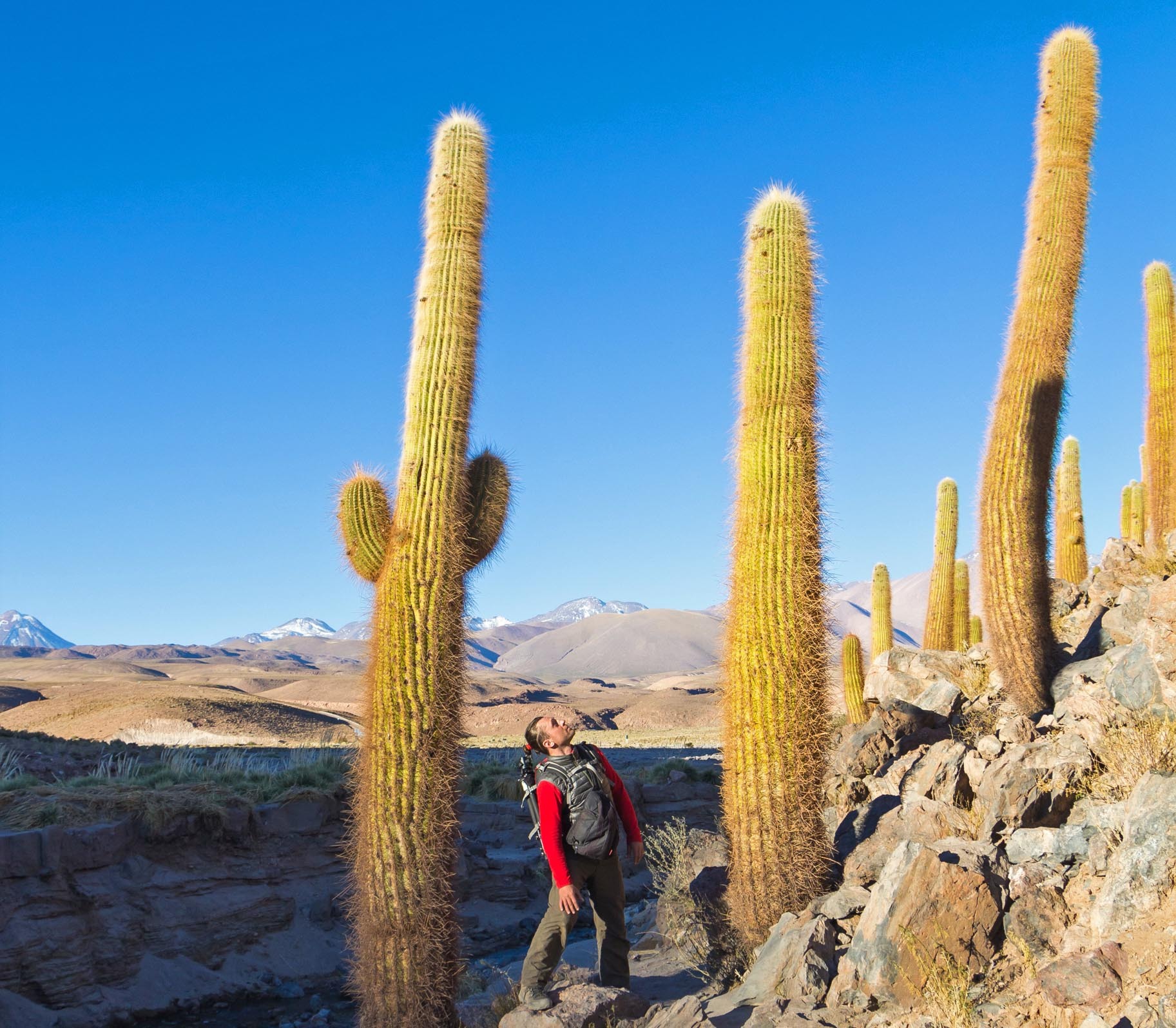 Atacama Be Cactus Chili2