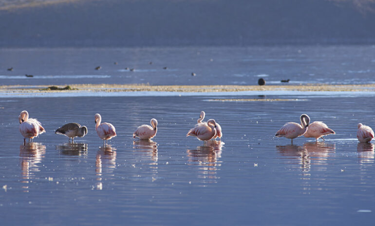 Chili Reizen Atacama Woestijn Flamingos