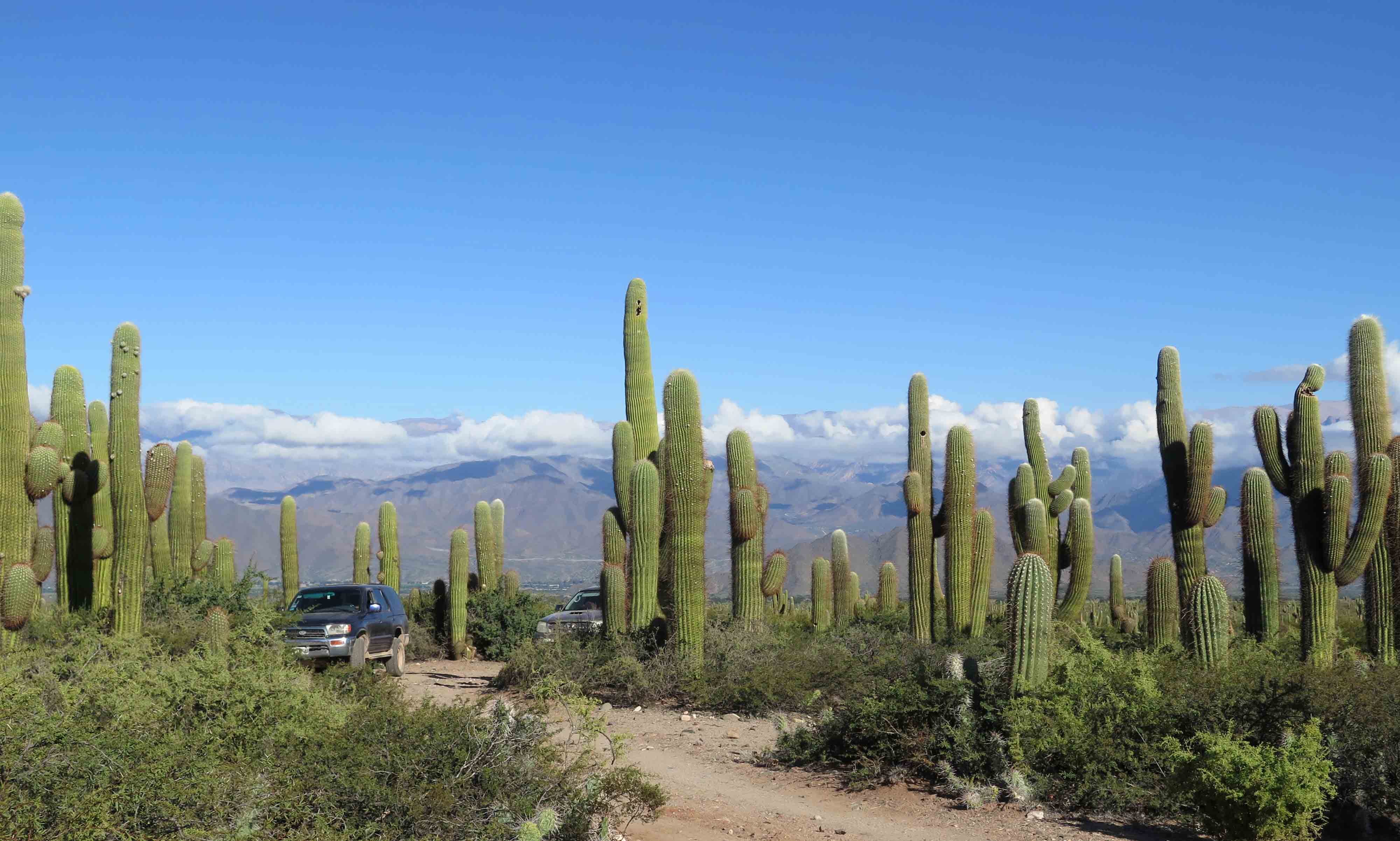 Argentinie Salta Cuevas Acsibi 22