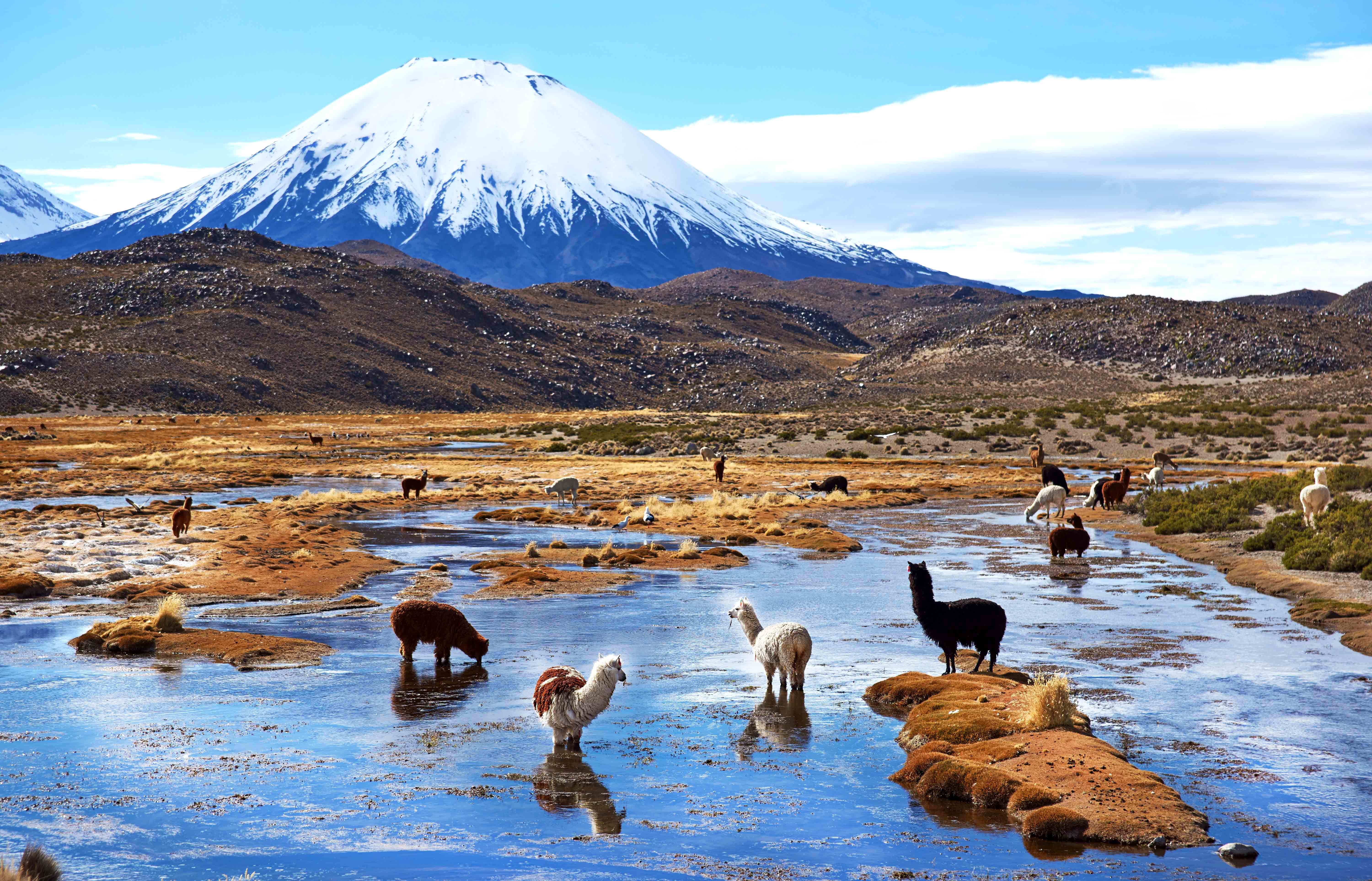 Altiplano Homepage7